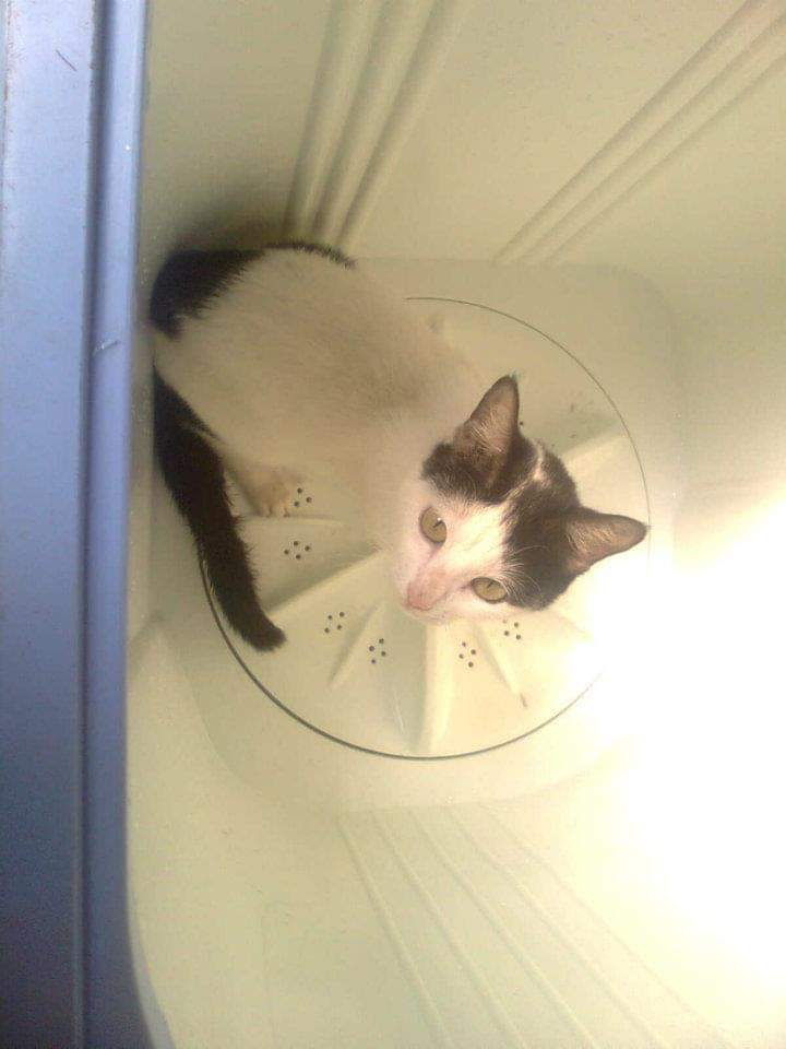 Bekbek, the cat Bēquebēque is named after